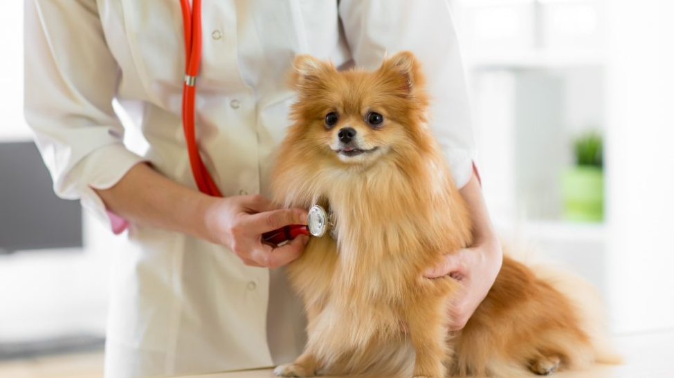 can seizures in dogs cause paralysis