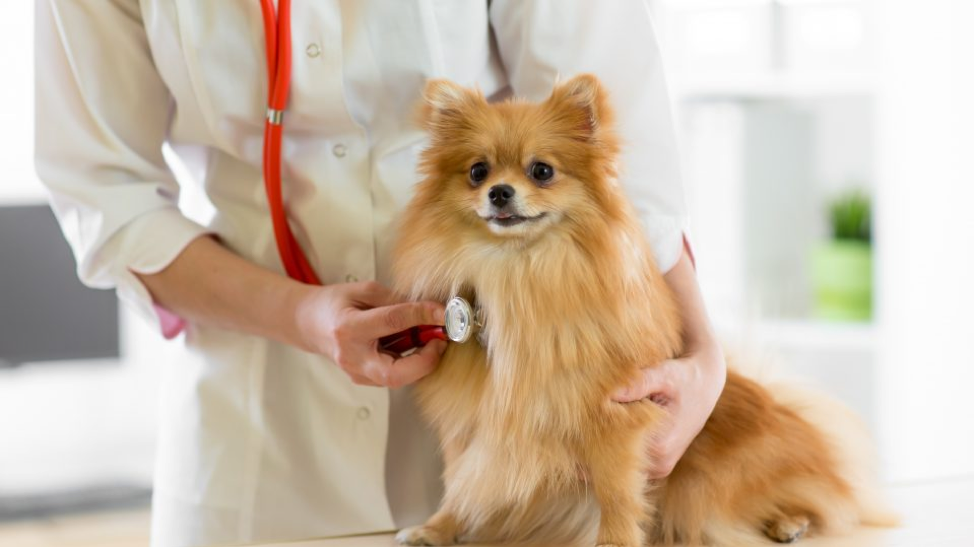 How can I tell if my dog is fainting or having a seizure? - Franklin ...