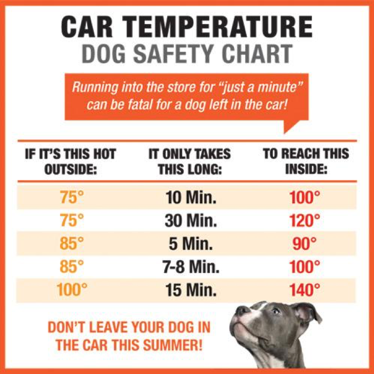 The Facts About Dogs in Hot Cars - Franklin Ranch Pet Hospital