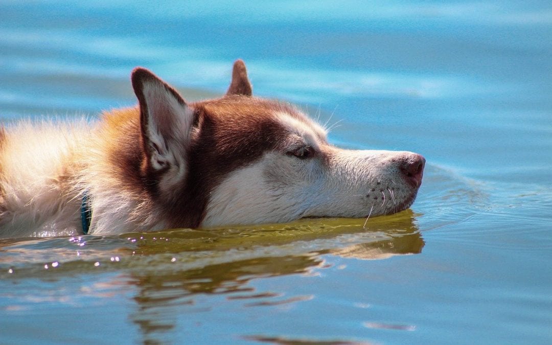 3 Hot Ways to Keep Your Pet Cool in the Summer