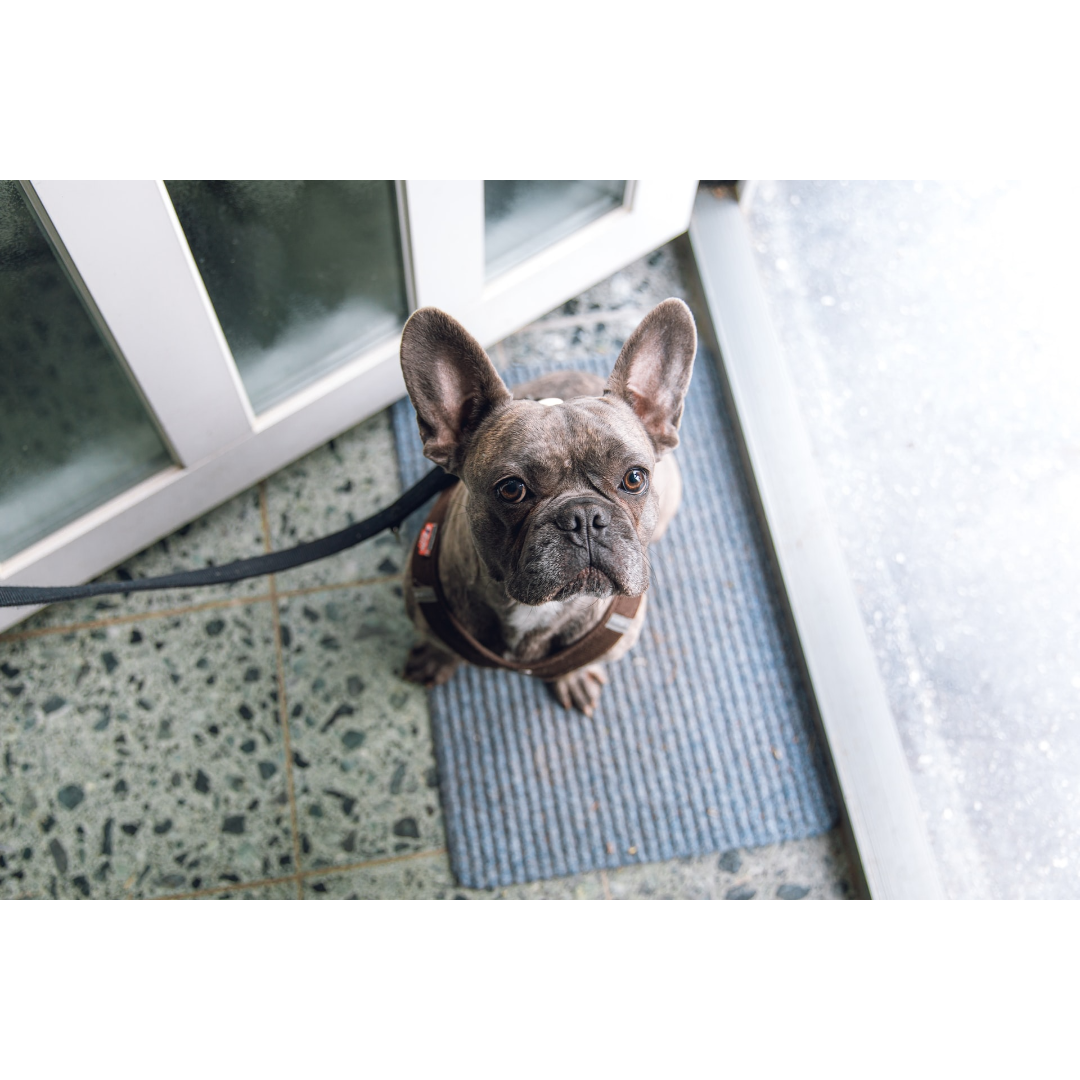 helping-your-dog-walk-calmly-on-the-leash-franklin-ranch-pet-hospital