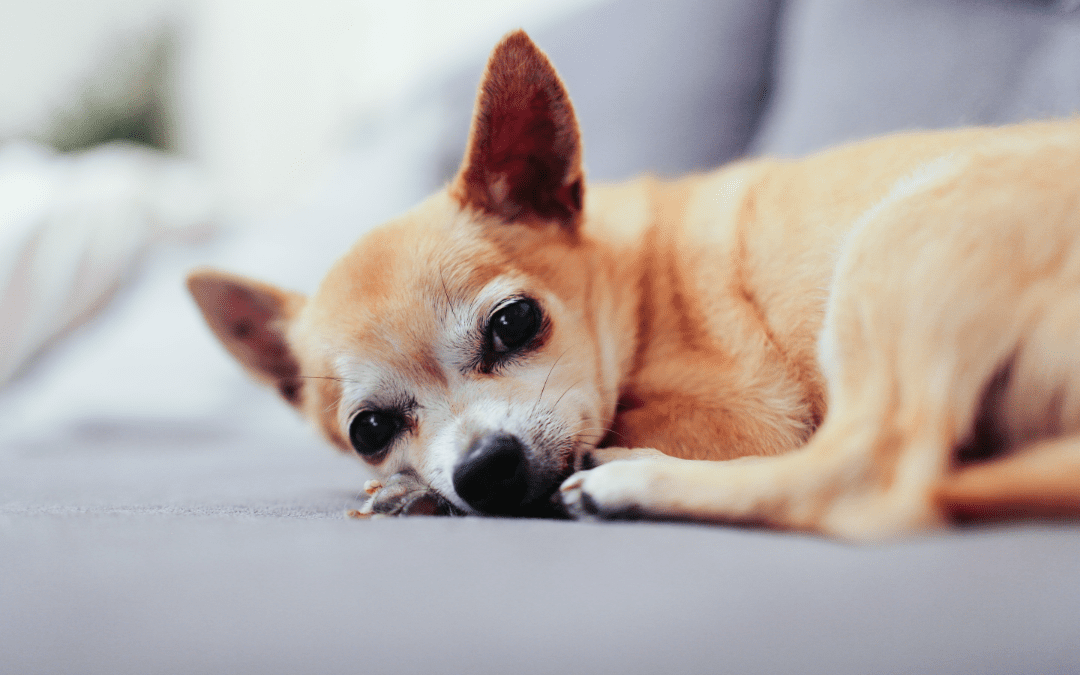 Cancer Myths in Pets