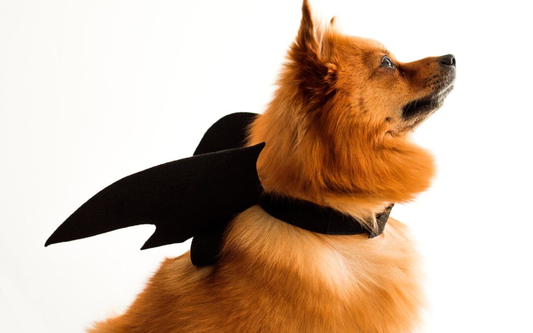 Safeguarding Your Furry Friends: Halloween Pet Safety Guidelines
