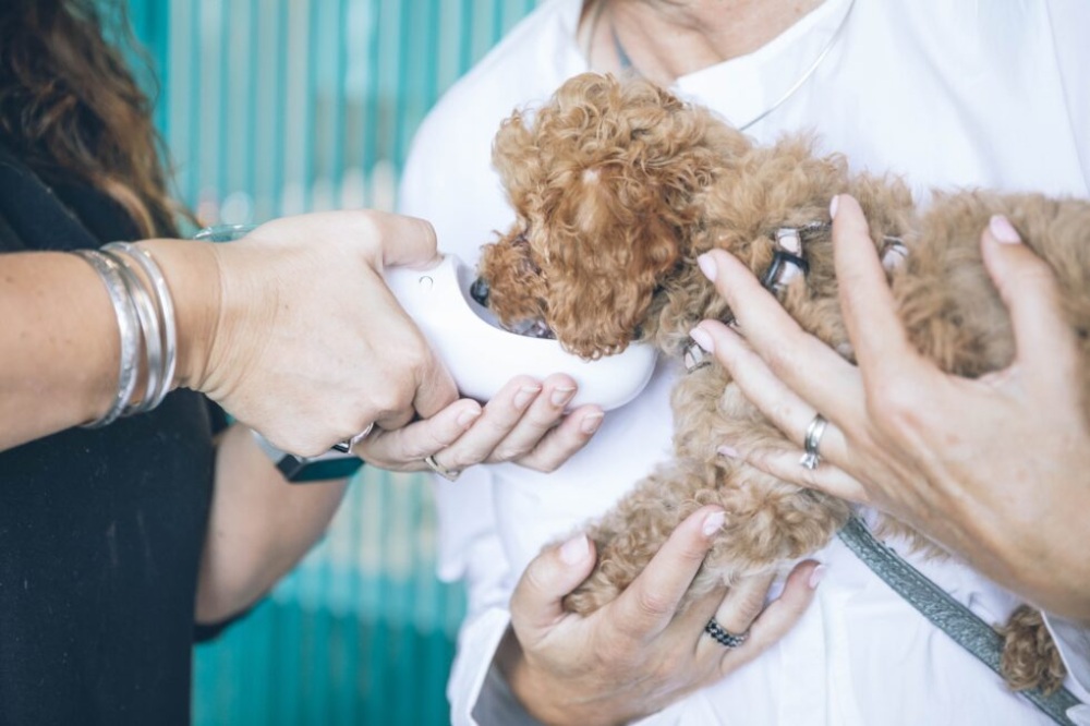 A woman gently feeds a dog using a white cup