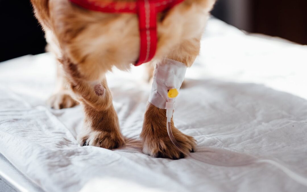 A dog with a bandage on its leg