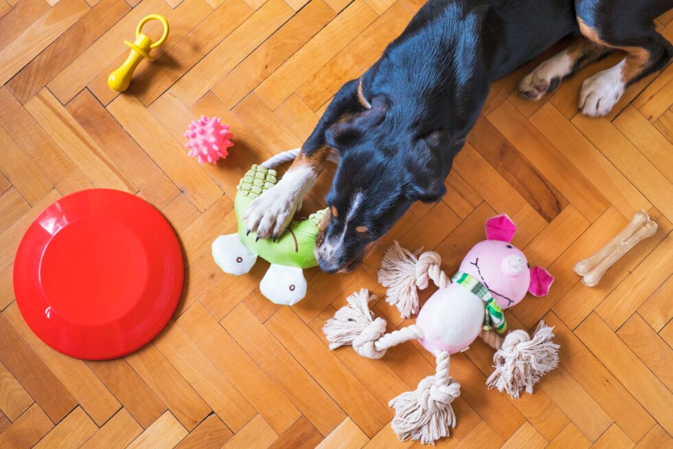 Safe and Sound: Pet Toy and Gift Selection for a Happy and Healthy Pet