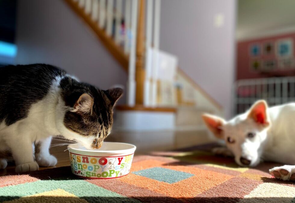 A cat and a dog sharing a bowl of food