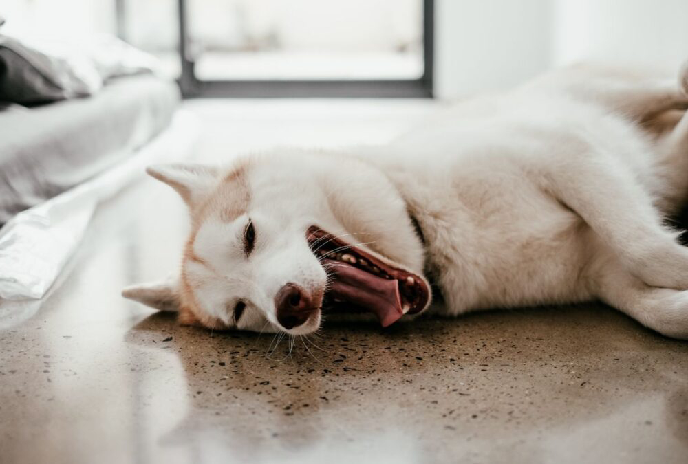 A dog resting on the floor