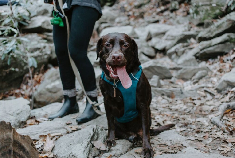 A dog sits on rocks with a leash attached