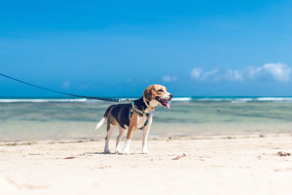 A beagle dog on a leash enjoys a sunny day at the beach