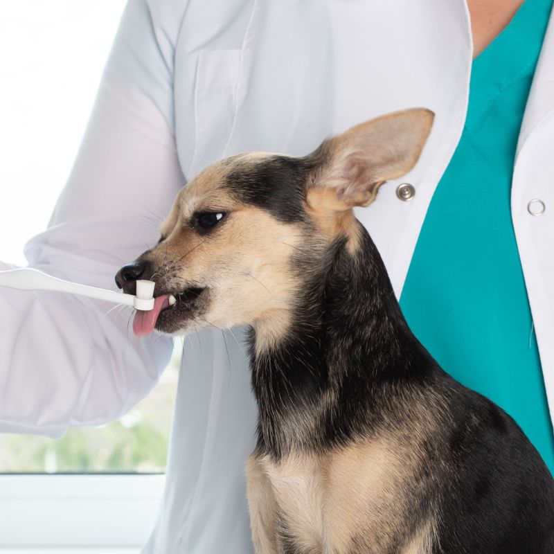 A vet brushing the teeth of a dog