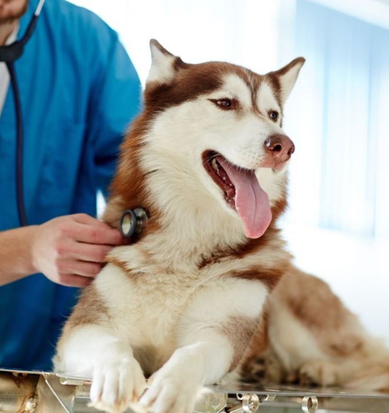 Vet examining a dog lying on a table
