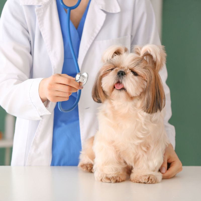 Vet examining a dog with a stethoscope