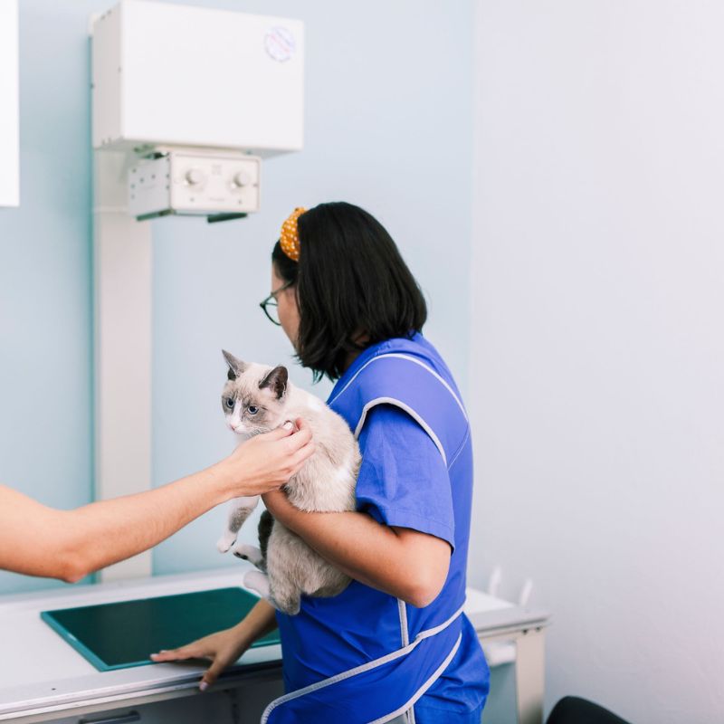 Vet staff holding a cat to take its x-ray