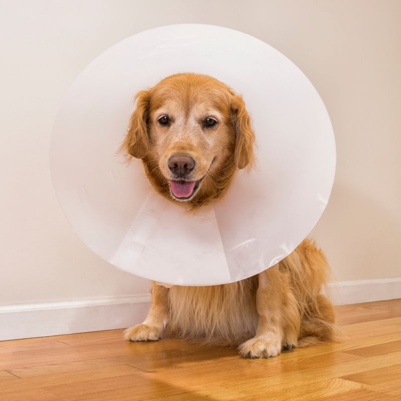 A dog wearing a surgery collars sitting indoors