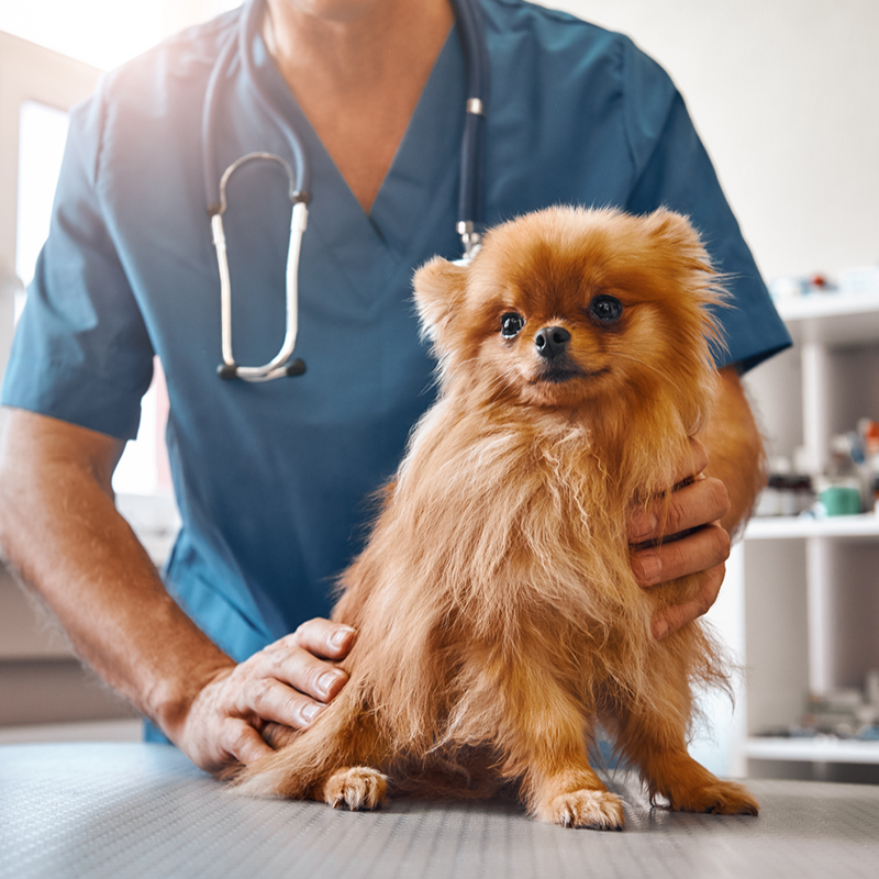 vet holding a dog on a table